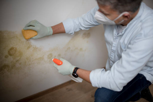 Best Office Mold Removal Services  in Cocoa West, FL